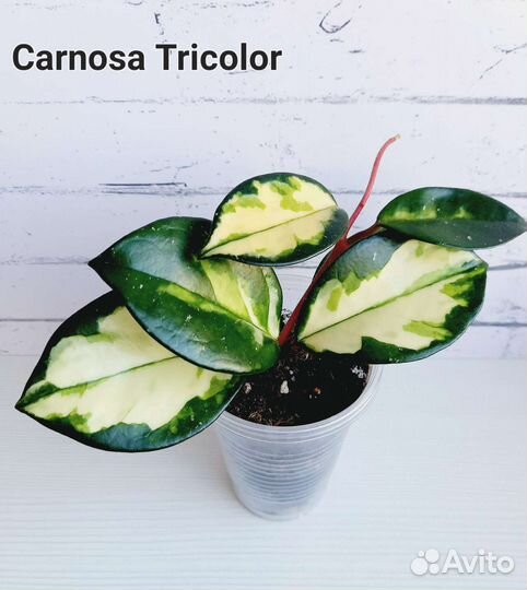 Хойи сортовые укорененные и на срез