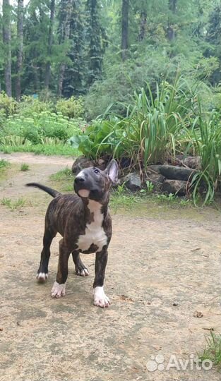 Щенки стандартного бультерьера