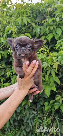 Чихуахуа супер мини