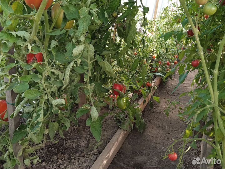 Помидоры, черноплодная рябина, огурцы