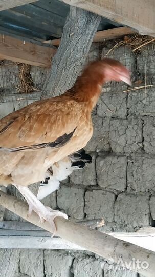 Бойцовые куры