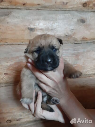 Щенки в добрые руки