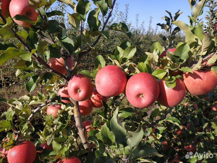 Яблоня, черешня, вишня, голубика, ежевика, жимолос