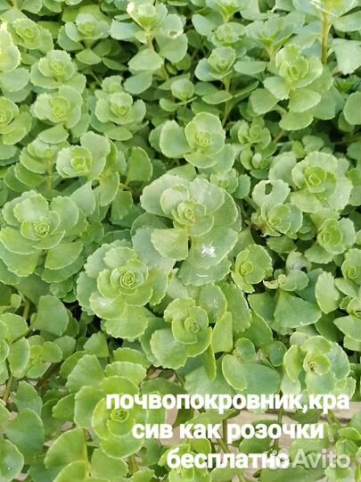 Почвопокровники бесплатно