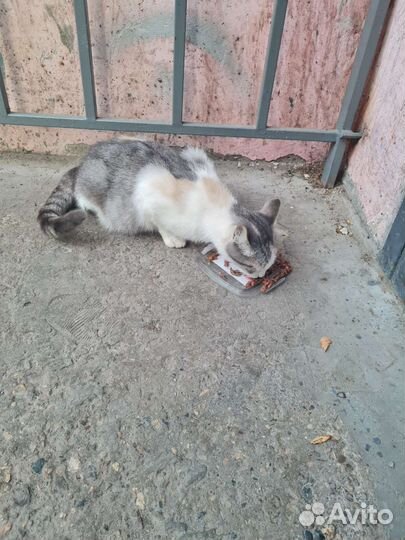 Кошечка в добрые руки