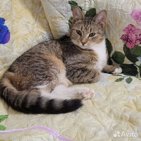 Кошка в дар