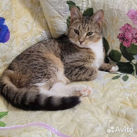 Кошка в дар