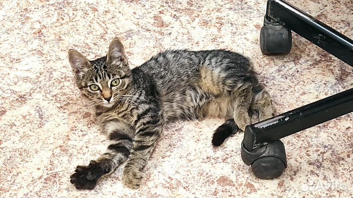 Кошечка в добрые руки