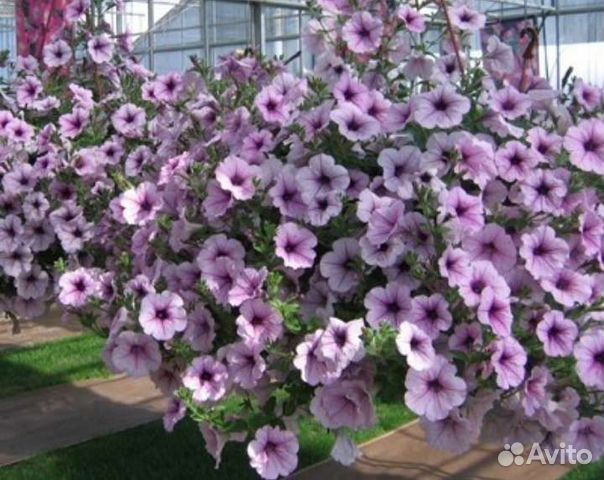 Петуния вегетативная круглый год
