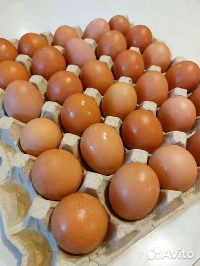 Домашние куриные яйца, перепелиные яйца, фазанов