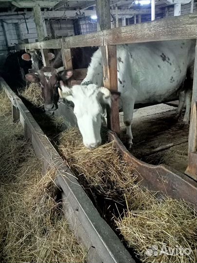 Корова,бычки