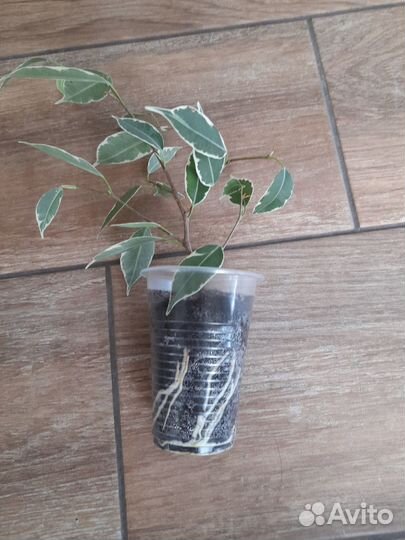 Фикус бенжамина пестролистный мелколистный 