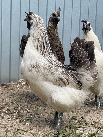 Инкубационное яйцо