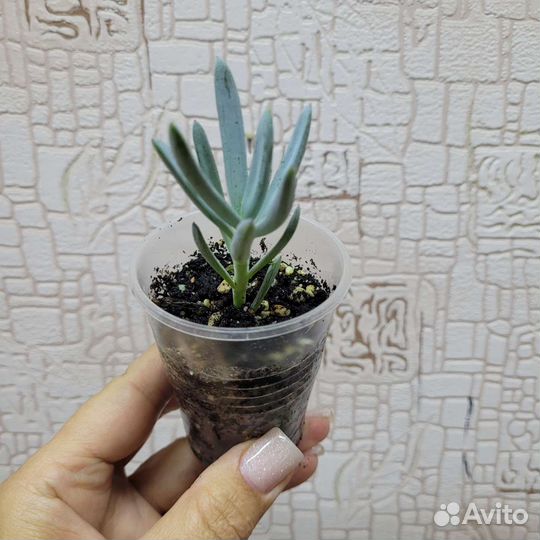 Калатея Лубберса ктенанта