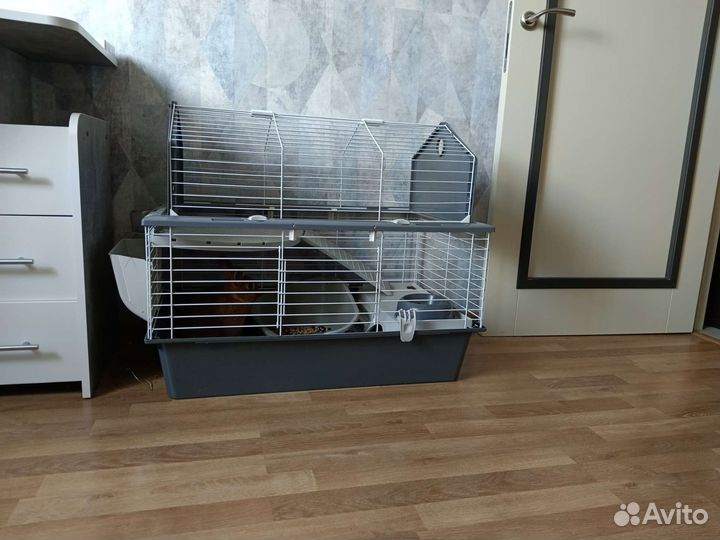 Кролик с клеткой