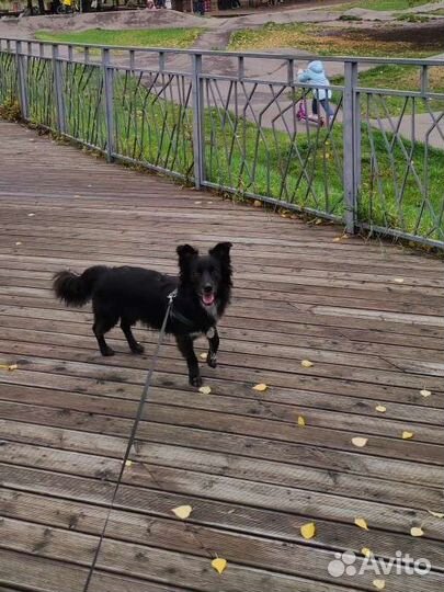 Выгул собак любых размеров и пород