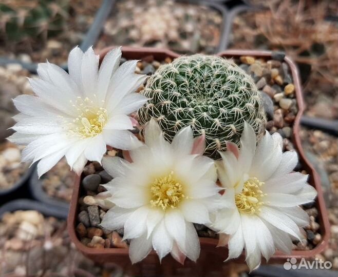 Кактус Sulcorebutia roberto-vasquezii