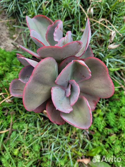 Суккуленты 2