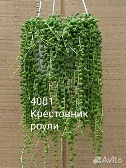 Крестовник геррейна,роули(суккулент)