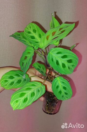 Маранта фентези