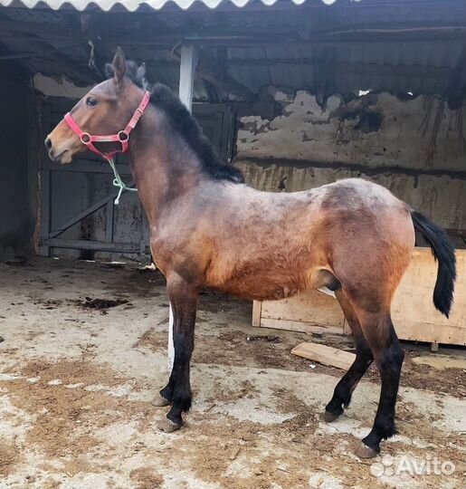 Годовалый жеребчик