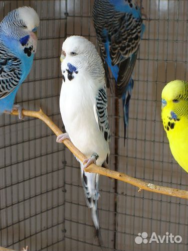 Волнистый попугай