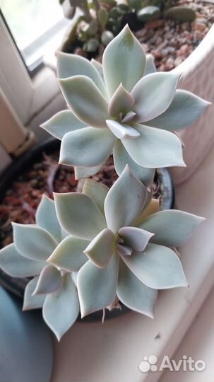 Суккуленты редкие много набор и штучно