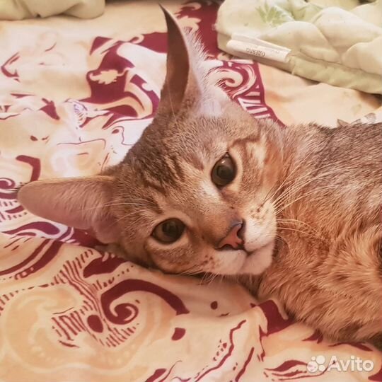 Котик чаузи плодный молодой вязка