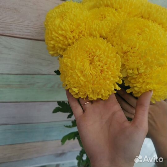 Цветы оптом Хризантема одноголовая