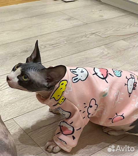 Отдам в добрые руки котёнок