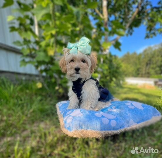 Мальтипу f1 mini