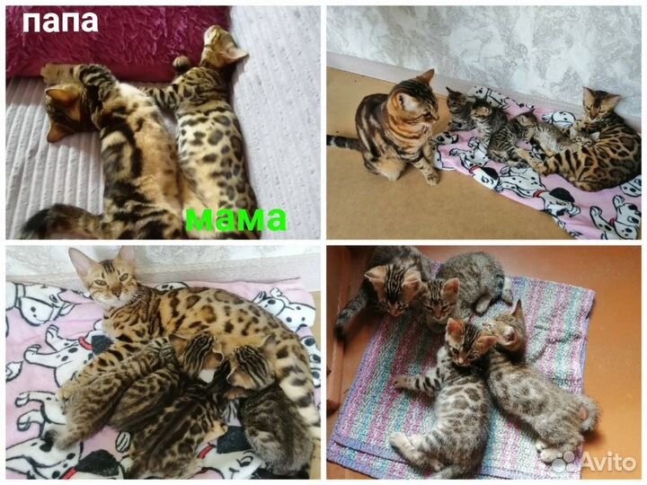 Бенгальские котята