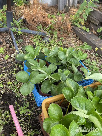 Рассада клубники