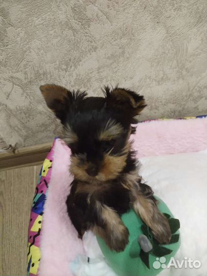 Йоркширский терьер мини девочка