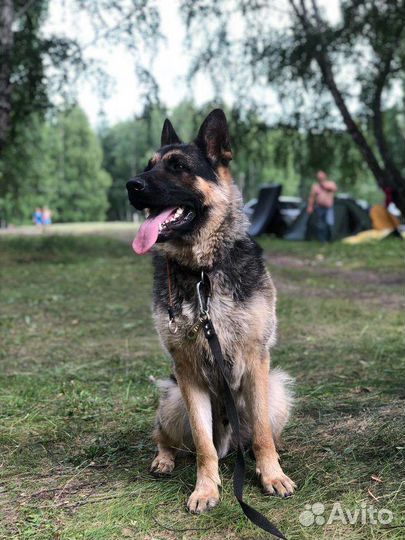 Немецкая овчарка вязка