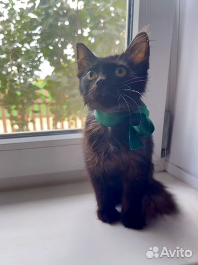 Малыш ищет свой дом