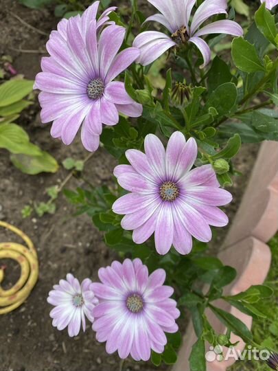 Остеоспермум