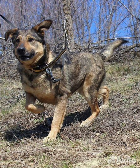 Собака Тося