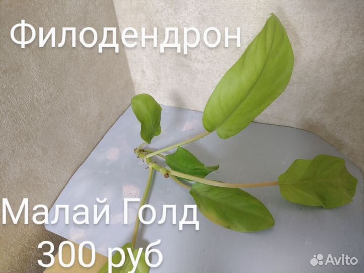Филодендроны часть 1