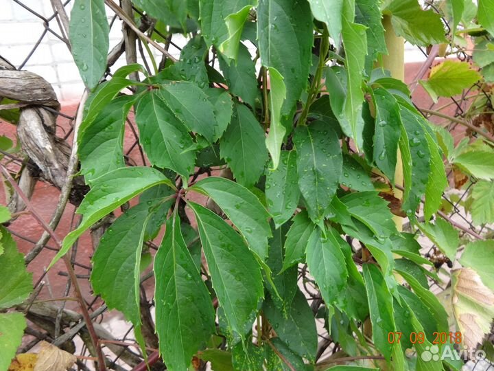 Лианы. Саженцы плюща,девичьего винограда