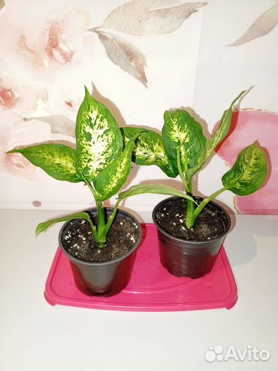 Диффенбахия кустовая