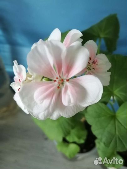 Пеларгония герань сортовая