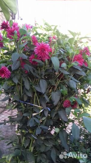 Георгины (куст)