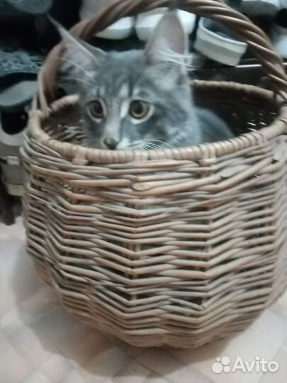 Бесплатно Котик мейн-кун
