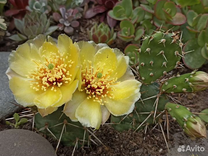 Опунция садовая зимующая