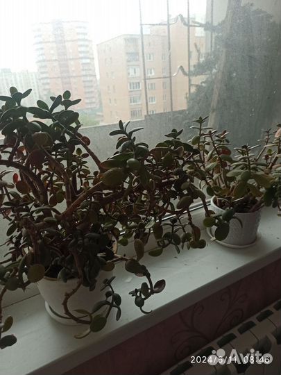 Толстянка денежное дерево