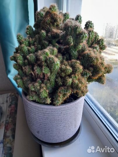 Кактус POT plateau