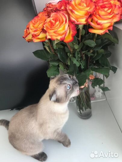 Шотландская вислоухая кошка бесплатно