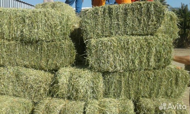 Солома. Сено. Овес