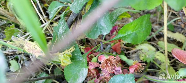 Айва японская саженцы